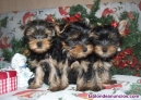 Fotos del anuncio: Yorkshire Terrier ..... WhatsApp: 602434348