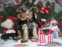 Fotos del anuncio: Yorkshire Terrier ..... WhatsApp: 602434348