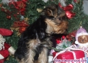 Fotos del anuncio: Yorkshire Terrier ..... WhatsApp: 602434348