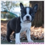 Fotos del anuncio: Cachorros de Boston Terrier - Regalo de Navidad +34 613466679