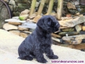 Fotos del anuncio: Cachorro Schnauzer miniatura negro 