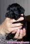 Fotos del anuncio: Cachorro Schnauzer miniatura negro 