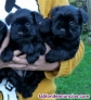 Fotos del anuncio: Cachorro Schnauzer miniatura negro 