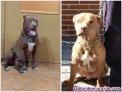 Fotos del anuncio: American pitbull terrier 