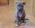 Fotos del anuncio: American pitbull terrier 