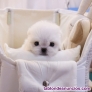 Fotos del anuncio: Regalo Mini Toy Cachorros Bichon Maltes 