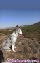 Fotos del anuncio: Se ofrece hembra Border Collie para montas 