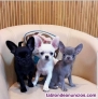 Chihuahua toy Texto 691110490