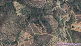 Fotos del anuncio: Terreno finca rstica con olivos