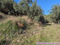 Fotos del anuncio: Terreno finca rstica con olivos