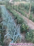 Fotos del anuncio: Productos huerta