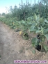 Fotos del anuncio: Productos huerta