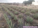 Fotos del anuncio: Aloe vera