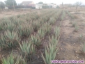 Fotos del anuncio: Aloe vera