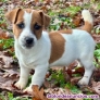 Fotos del anuncio: Regalo Cachorros de Jack Russell Terrier. +34.613-46-66-79