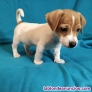 Fotos del anuncio: Regalo Cachorros de Jack Russell Terrier. +34.613-46-66-79