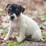 Fotos del anuncio: Regalo Cachorros de Jack Russell Terrier. +34.613-46-66-79