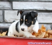 Fotos del anuncio: Regalo Cachorros de Jack Russell Terrier. +34.613-46-66-79