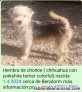 Fotos del anuncio: Chorkie ( chihuahua con yorkshire terrier)