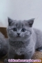 Fotos del anuncio: British shorthair