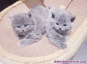 Fotos del anuncio: British shorthair