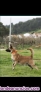 Fotos del anuncio: Cachorros pastor belga malinois 