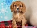 Fotos del anuncio: Cachorros Cavalier King Charles Spaniel - Adopcin / Regalo +34 613.46.66.79