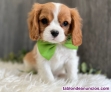 Fotos del anuncio: Regalo - Cachorros de Cavalier King Charles Spaniel +34 612.45.39.18