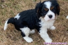 Fotos del anuncio: Cachorros Cavalier King Charles Spaniel - Adopcin / Regalo +34 613.46.66.79