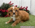 Fotos del anuncio: Regalo - Cachorros de Cavalier King Charles Spaniel +34 612.45.39.18