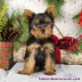 Fotos del anuncio: Regalo cachorros Yorkshire Terrier +34 613206285