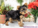 Fotos del anuncio: Regalo cachorros Yorkshire Terrier +34 613206285