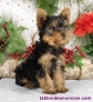 Fotos del anuncio: Regalo cachorros Yorkshire Terrier +34 613206285