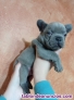 Fotos del anuncio: BULLDOG FRANCES BLUE whatsapp +34603942076