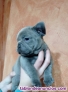 Fotos del anuncio: BULLDOG FRANCES BLUE whatsapp +34603942076