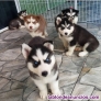 Fotos del anuncio: Regalo hermosos cachorros de husky siberiano