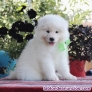 Fotos del anuncio: Regalo - Cachorros Samoyed +34 613 50 36 85