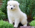 Fotos del anuncio: Regalo - Cachorros Samoyed +34 613 50 36 85