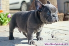 Fotos del anuncio: Monta de mi buldog francs con pedigree