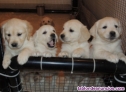 Fotos del anuncio: Adorable Cachorros Golden Retriever en adopcin