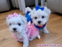 Fotos del anuncio: Adorable Cachorros Bichon Maltese en adopcin