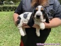 Fotos del anuncio: Cachorros Basset Hound en adopcin: +34 613 342 946