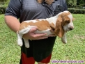 Fotos del anuncio: Cachorros Basset Hound en adopcin: +34 613 342 946