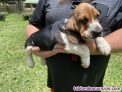 Fotos del anuncio: Cachorros Basset Hound en adopcin: +34 613 342 946