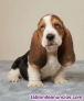 Fotos del anuncio: Cachorros Basset Hound en adopcin: +34 613 342 946