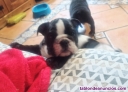 Fotos del anuncio: Bulldog  ingles cachorros