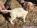 Fotos del anuncio: Cachorros pagneul bretn