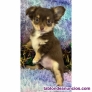 Fotos del anuncio: Regalo - Cachorros de Chihuahua Toy +34 613 804 093