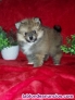 Fotos del anuncio: Regalo cachorros de Pomerania +34 613804093