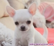 Fotos del anuncio: ADOPTO cachorro CHIHUAHUA 